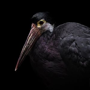 Storm's Stork (ciconia stormi) 02/20