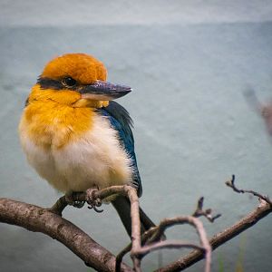 Guam Kingfisher (todiramphus cinnamominus) 10/19