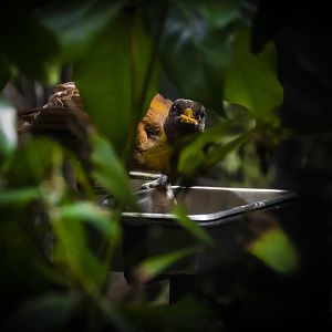 Red bird-of-paradise (paradisaea rubra) 10/21