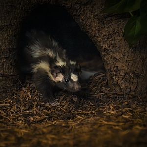 Eastern Spotted Skunk (spilogale putorius) 10/19