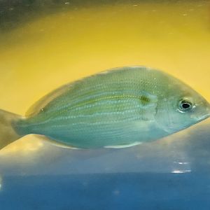 Tidelands Nature Center - Pinfish