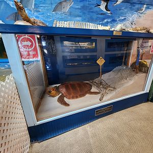 Tidelands Nature Center - Sea Turtle model