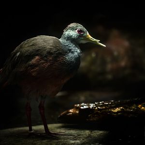 Grey-Necked Wood-Rail (aramides cajaneus) 08/20