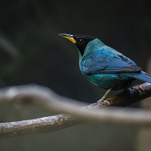 Green honeycreeper (Chlorophanes spiza) 01/21