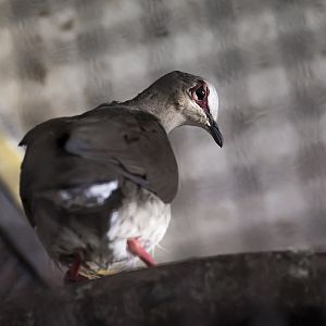 Grey-Headed Dove (leptotila plumbeiceps) 08/23 - Behind the scenes