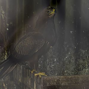 Wahlberg's Eagle (hieraaetus wahlbergi) 08/23 - Behind the scenes