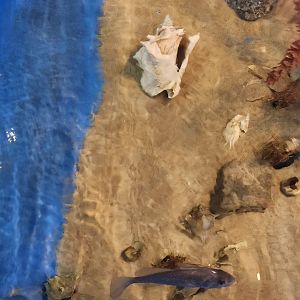 Tidelands Nature Center - Fish/whelk touch tank