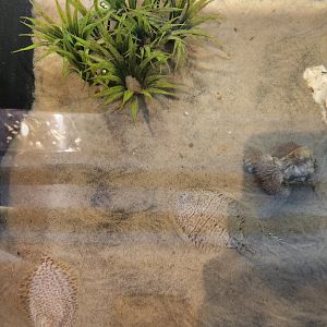 Tidelands Nature Center - Hogchokers