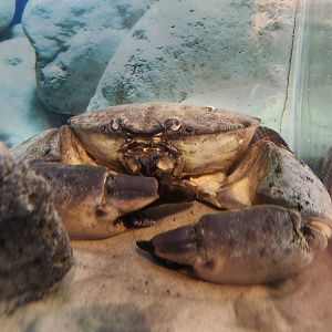 Tidelands Nature Center - Florida Stone Crab