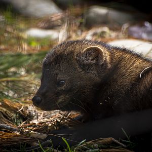 Fisher (martes pennanti) 11/19