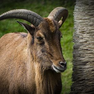 Kordofan Aoudad (ammotragus lervia blainei) 11/19