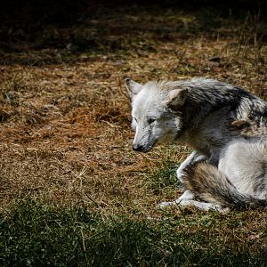 Mexican Gray Wolf (canis lupus baileyi) 11/19