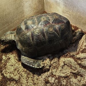 Tidelands Nature Center - Gopher Tortoise (Mr. Hyde)