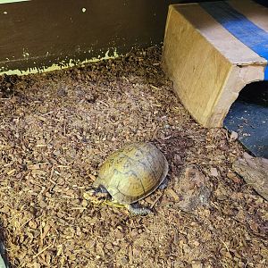 Tidelands Nature Center - Three-toed Box Turtle