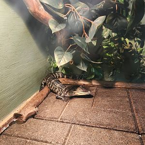 Tidelands Nature Center - Alligator juvenile