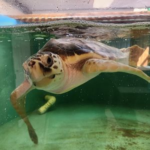 Tidelands Nature Center - Loggerhead Sea Turtle