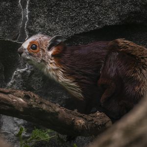 Red and White Giant Flying Squirrel (Petaurista alborufus castaneu) 08/23