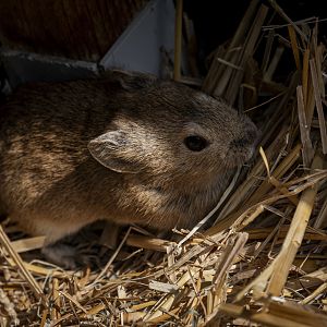 Daurian pika (Ochotona dauurica) 08/23 - Behind the scenes