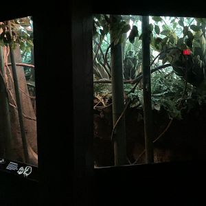 Jungleworld - Northern Treeshrew Exhibit