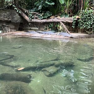 Jungleworld - Indian Gharial Exhibit