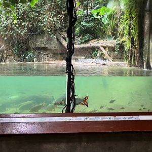 Jungleworld - Indian Gharial Exhibit