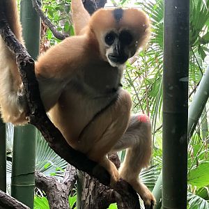 Northern White-Cheeked Gibbon