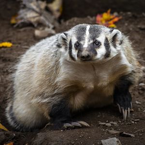 North American Badger (taxidea taxus) 10/19