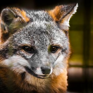 Gray Fox (urocyon cinereoargenteus) 10/19