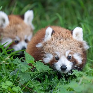 Red panda cubs, ZSL Whipsnade, UK