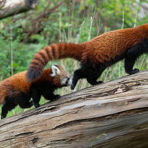 Red panda and cubs, ZSL Whipsnade, UK
