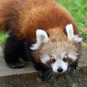 Red panda cub, ZSL Whipsnade, UK
