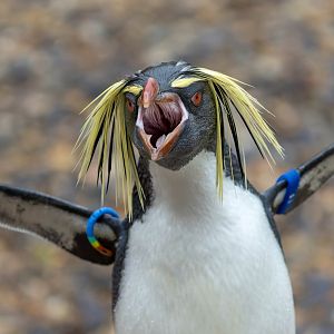Rockhopper penguin, ZSL Whipsnade, UK