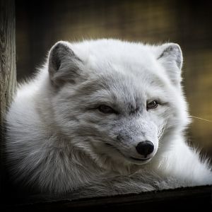 Arctic Fox	(alopex lagopus) 11/19