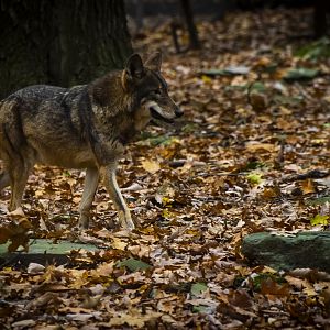 Red Wolf (canis rufus) 11/19