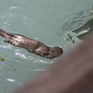 Spotted-Necked Otter (lutra maculicollis) 17/21