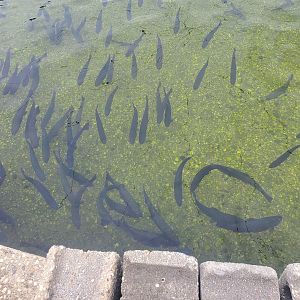 Cold Spring Harbor Fishery & Aquarium - Rainbow Trout pool