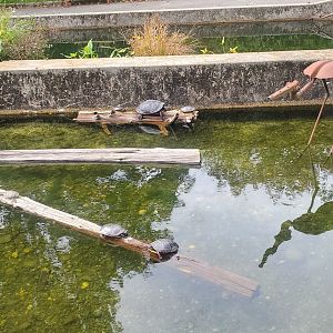Cold Spring Harbor Fishery & Aquarium - Redbelly & Painted Turtles