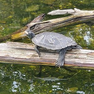 Cold Spring Harbor Fishery & Aquarium - Northern Map Turtle