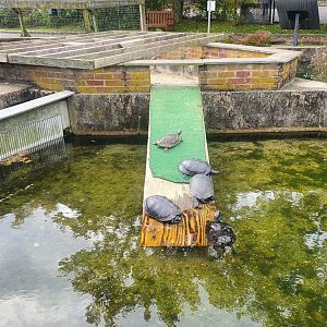 Cold Spring Harbor Fishery & Aquarium - Various turtles chilling out