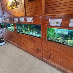 Cold Spring Harbor Fishery & Aquarium - Herp & small fish room tanks