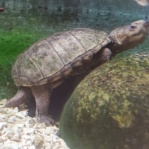 Cold Spring Harbor Fishery & Aquarium - Eastern Mud Turtle