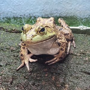 Cold Spring Harbor Fishery & Aquarium - American Bullfrog