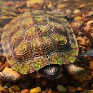 Cold Spring Harbor Fishery & Aquarium - Wood Turtle