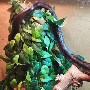 Cold Spring Harbor Fishery & Aquarium - Black Rat Snake