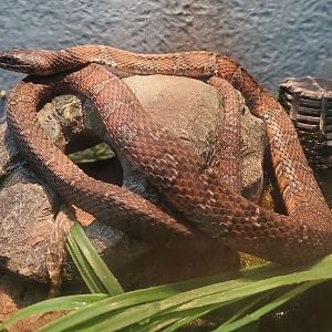 Cold Spring Harbor Fishery & Aquarium - Northern Water Snake