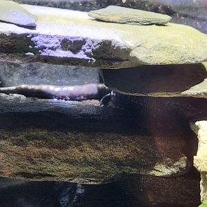 Cold Spring Harbor Fishery & Aquarium - Slimy Salamander