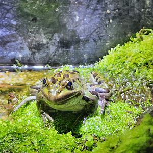 Cold Spring Harbor Fishery & Aquarium - Northern Leopard Frog