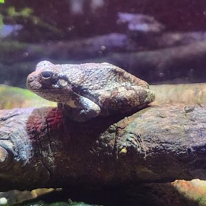 Cold Spring Harbor Fishery & Aquarium - American Gray Tree Frog