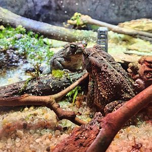 Cold Spring Harbor Fishery & Aquarium - Fowler's Toad