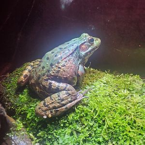 Cold Spring Harbor Fishery & Aquarium - Green Frog